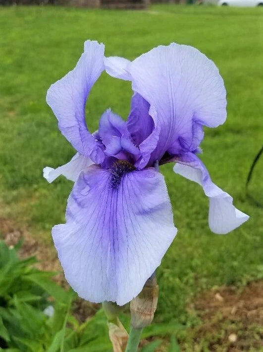 Bearded Iris Plant - Tall Perennial Rhizome - Purple Variety - Iris germanica
