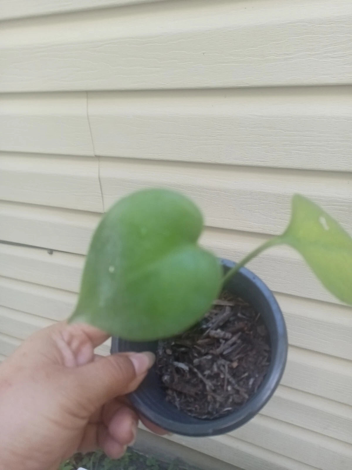 succulent plants near me Window Haworthia Succulent