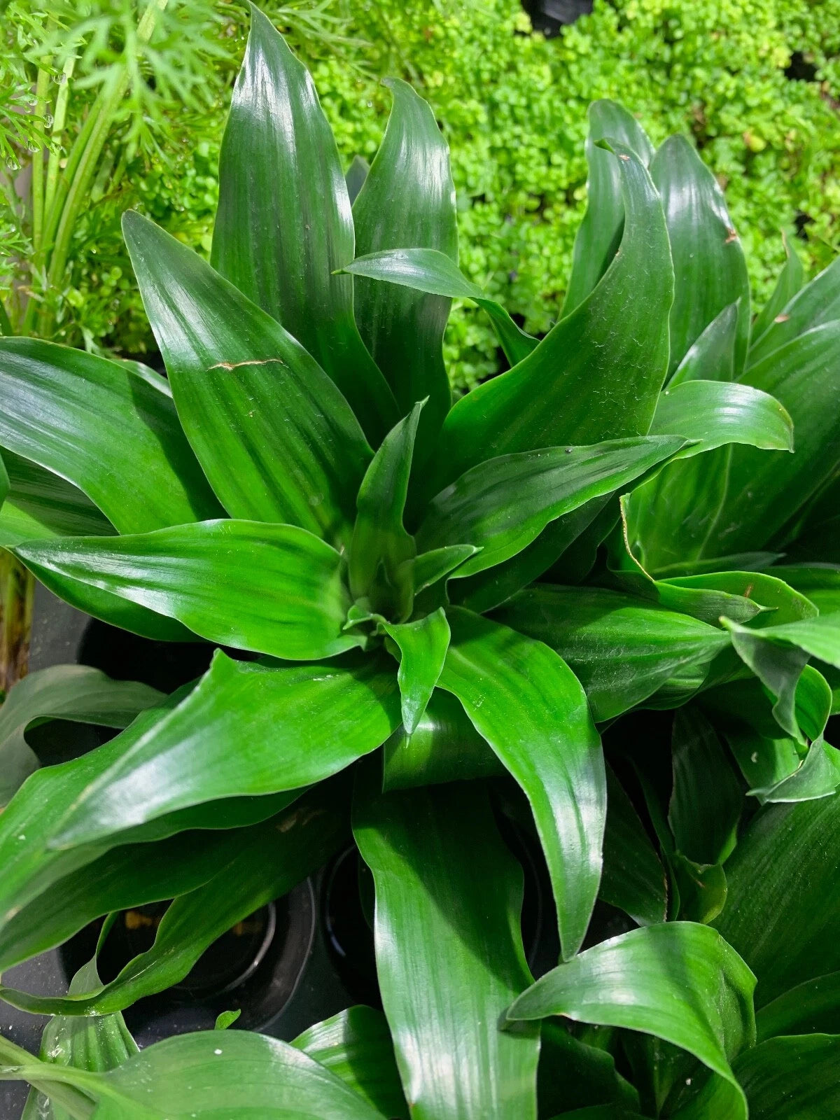 Janet Craig Pineapple Plant - Dracaena Compacta Live House Plant - Indoor  Greenery