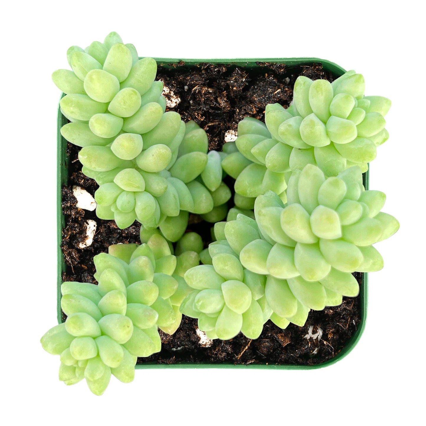 Burro's Tail Succulent in 2" Pot | Donkey's Tail (Sedum Morganianum) Rooted Plant for Indoor or Outdoor Use