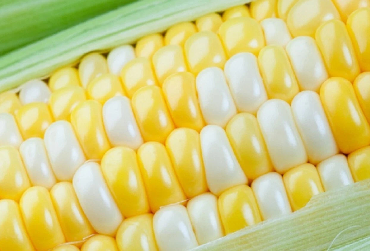 Peaches and Cream Sweet Corn Seeds - 100 Count - Zea mays - Garden Vegetable Seeds for Planting
