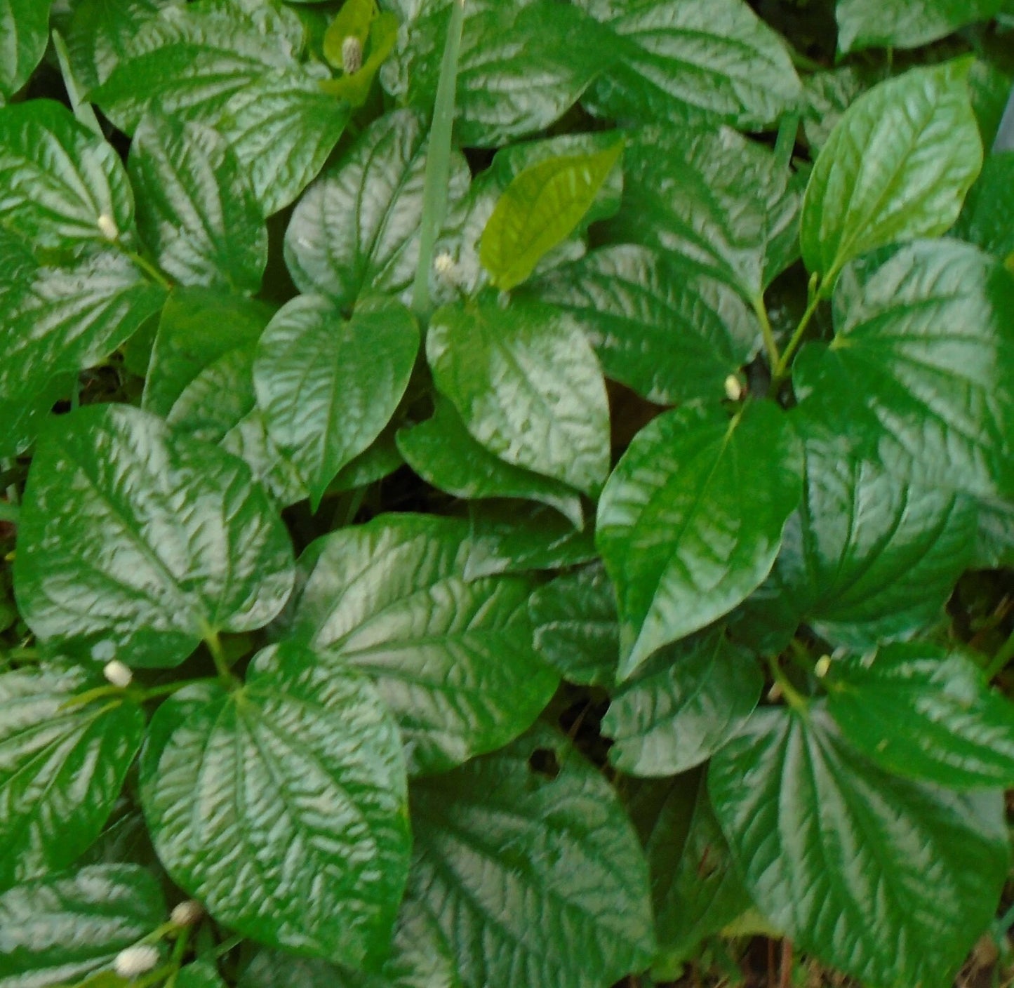 5 x Betel Leaf Plants - Lolot Texas - Piper Sarmentosum - Natural Rooted Herbs for Culinary Use