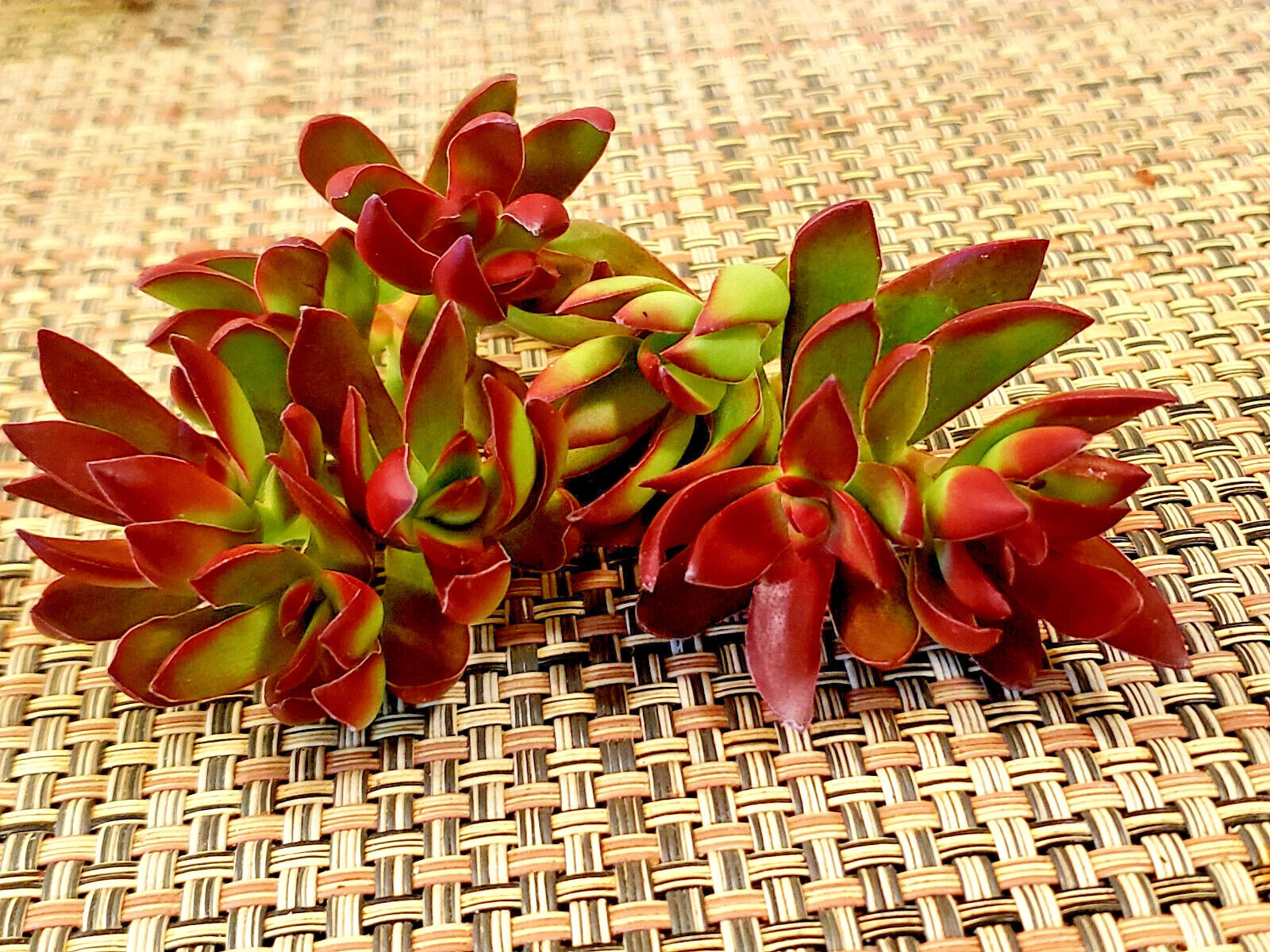 crassula platyphylla succulent 3" Unrooted Cuttings of Crassula Nudicaulis 'Burgundy' Platythylla