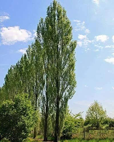 Lombardy Poplar Trees Live Cuttings 20 Pack Rare Unique Privacy Tree Populus nigra