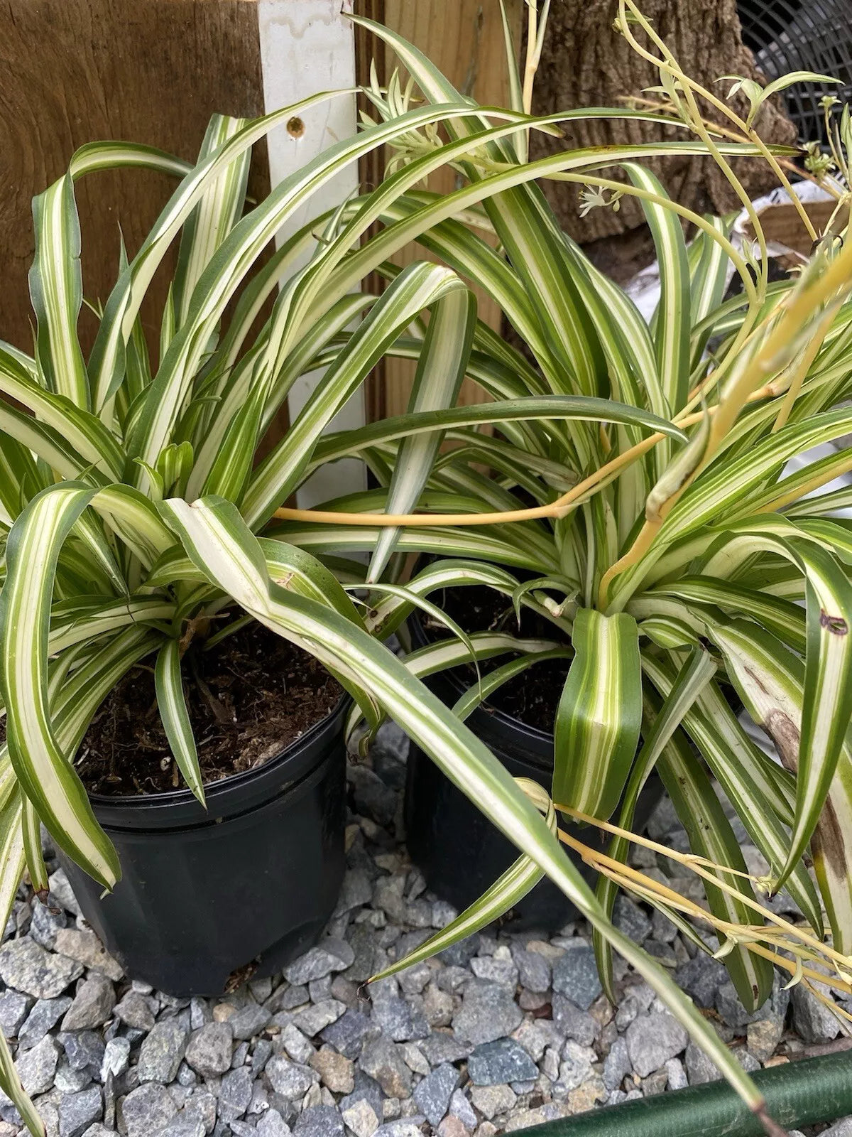 Variegated Spider Plant - 6 Inch Pot - Chlorophytum comosum