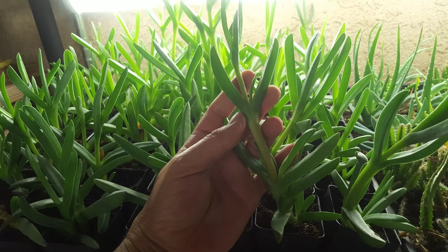 Live Cooper's Ice Plant Cuttings 3-4 Inches Tall, Coastal Pig Face, Delosperma cooperi, Succulent Ground Cover