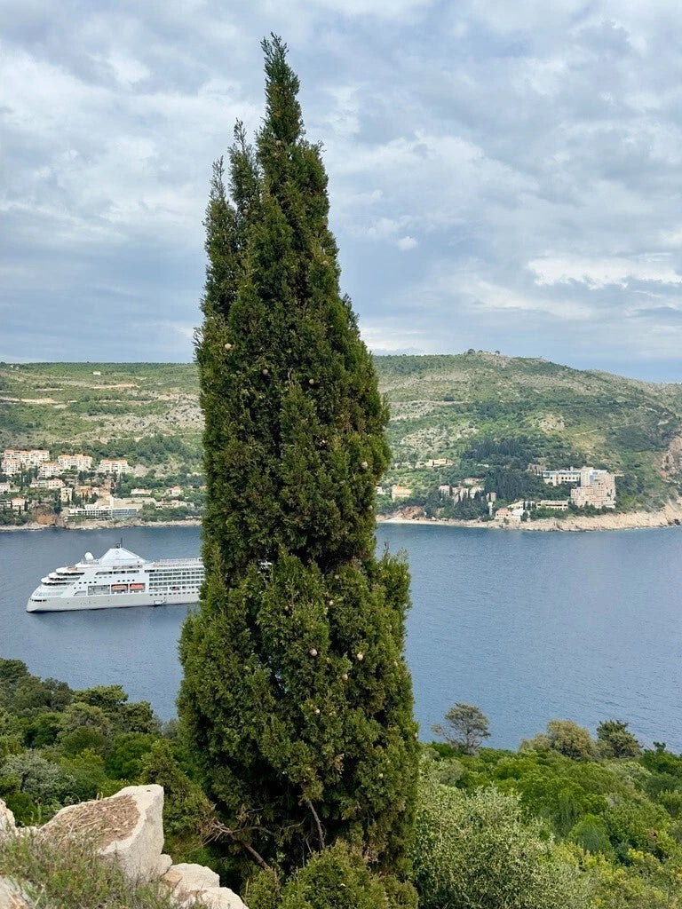 Italian Cypress Seeds - Cupressus sempervirens - Drought-Tolerant Evergreen Tree Seeds for Landscaping