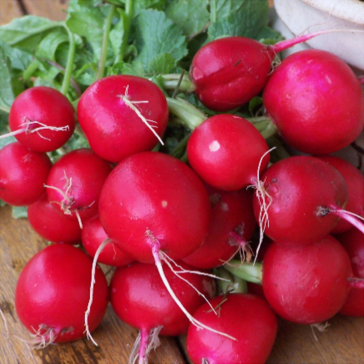 Champion Radish Seeds 250 Ct Heirloom NON-GMO Vegetable Garden Seeds - Raphanus sativus