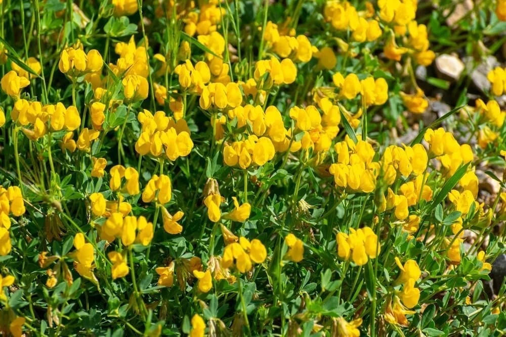 Birdsfoot Trefoil Seed 5 Pounds Forage Legume Pasture Hay Silage Medicago lupulina