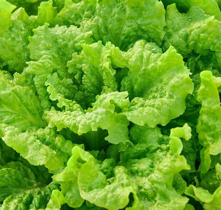 Black Seeded Simpson Lettuce Seeds 1000+ Organic Leafy Greens for Garden Salad - Lactuca sativa