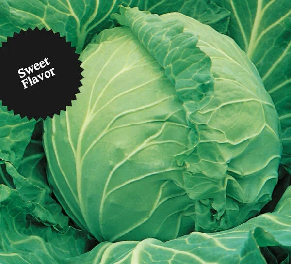 Cabbage Seeds 500+ Heirloom Copenhagen Market NON-GMO Fresh Brassica oleracea