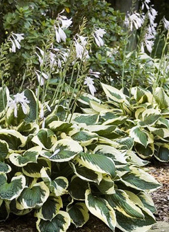 Patriot Variegated Hosta Root Plant - Ready to Plant - Hosta 'Patriot'