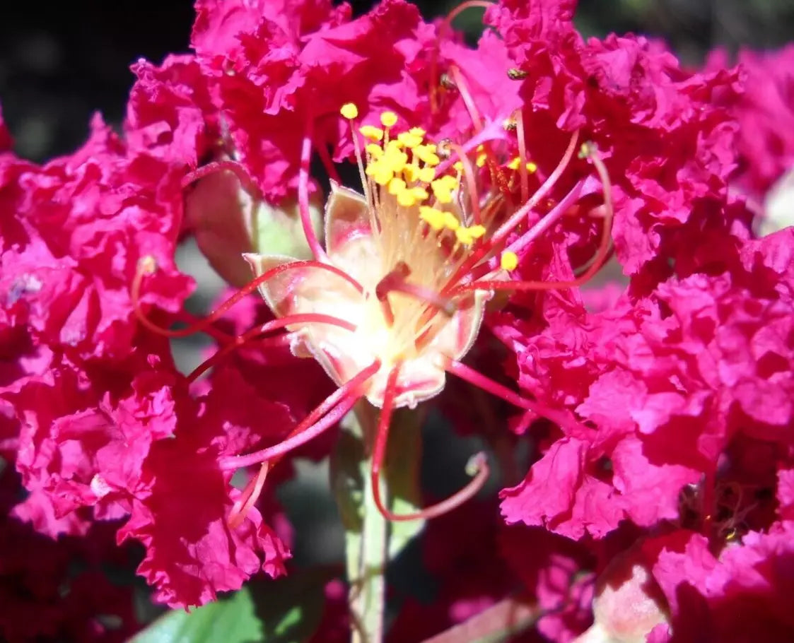 25+5 Cuttings Beautiful Red Pink Raspberry Crepe Myrtle Crape Tree Lagerstroemia Indica