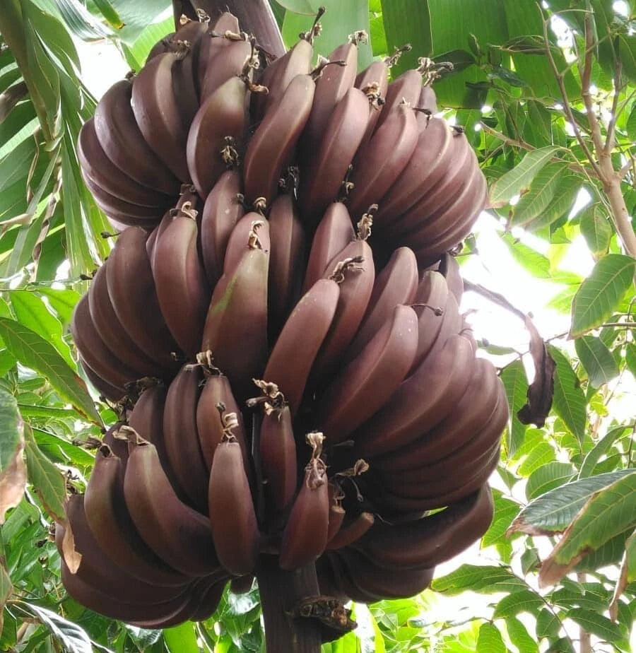 Cuban Red Banana Plant - Live Plant - Red Dacca Variety - Tropical Indoor/Outdoor Plant - Musa acuminata