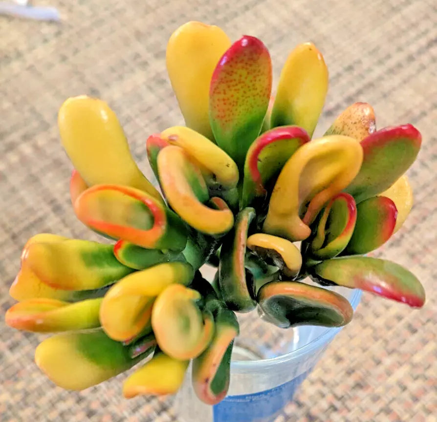 Rare Variegated Crassula Ovata 'Gollum' - 3