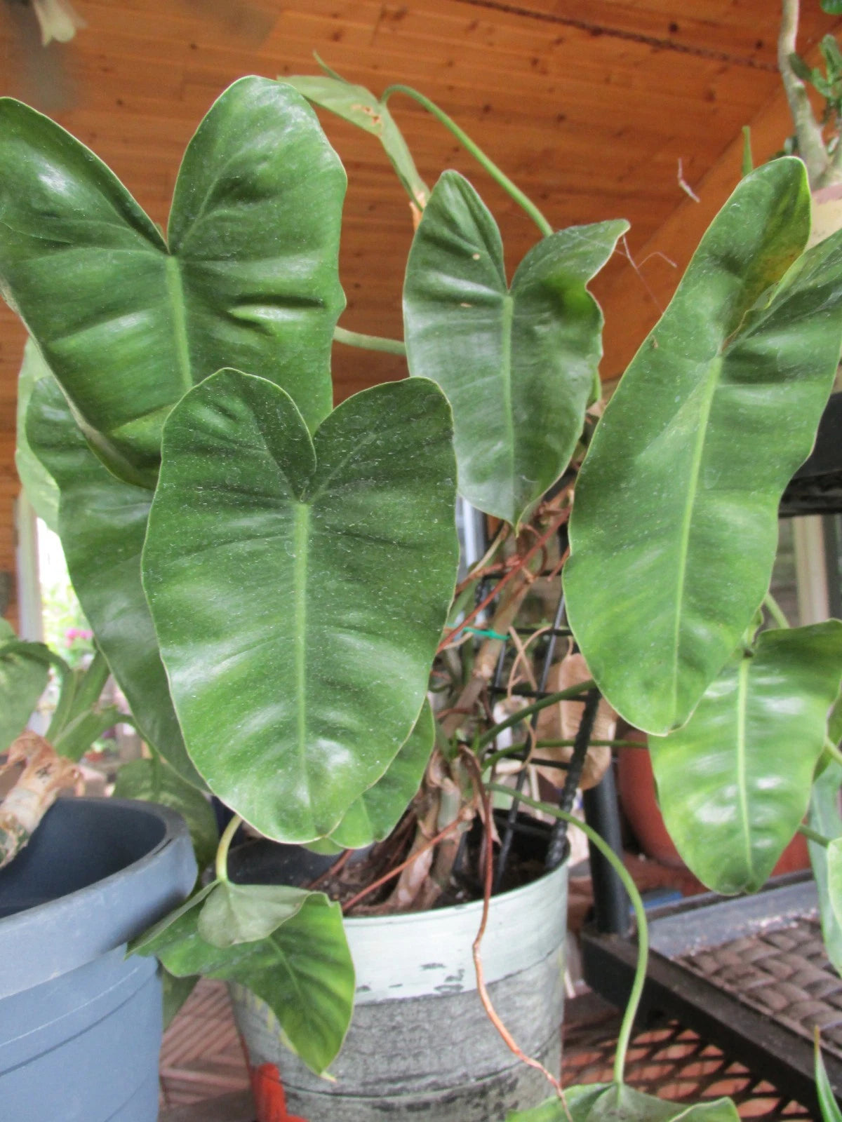 Arrowhead Philodendron Rooted Cuttings - Large Leaf