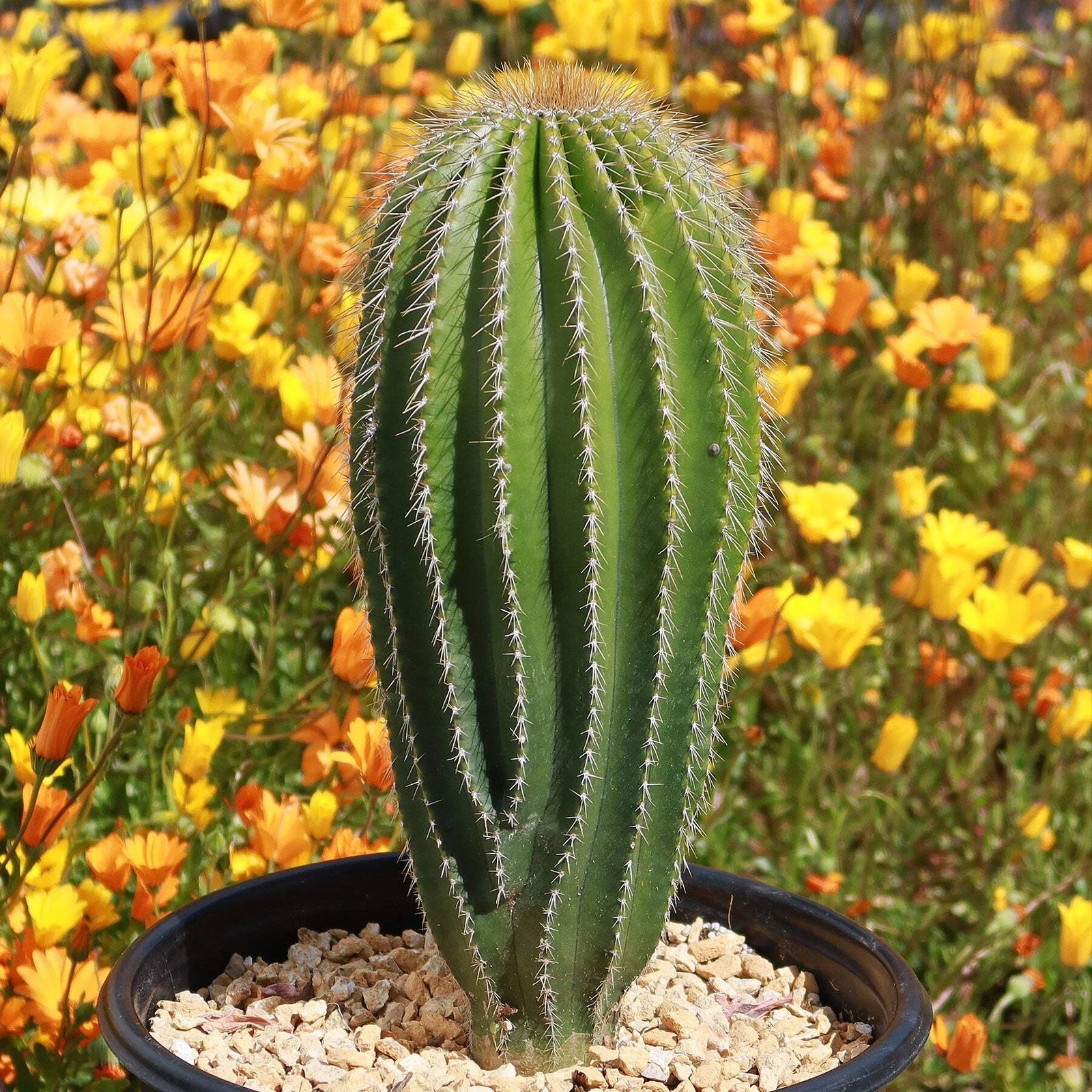 real cactus Golden Saguaro Cactus Plant - Neobuxbaumia polylopha - Real Live Succulent