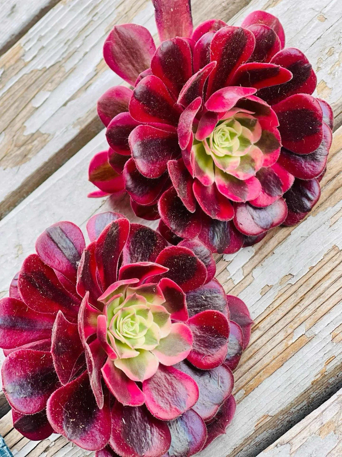 Rare Aeonium Cuttings 4” Variegated Medusa Succulent (Aeonium variegatum)