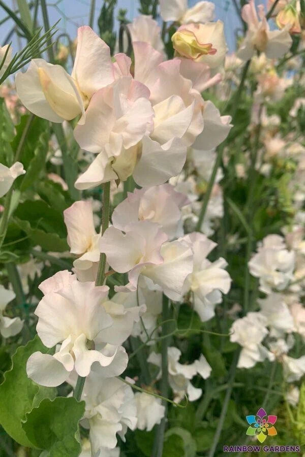 Sweet Pea Seeds 50+ Pack - Piggy Sue Variety - Garden Planting - USA Grown