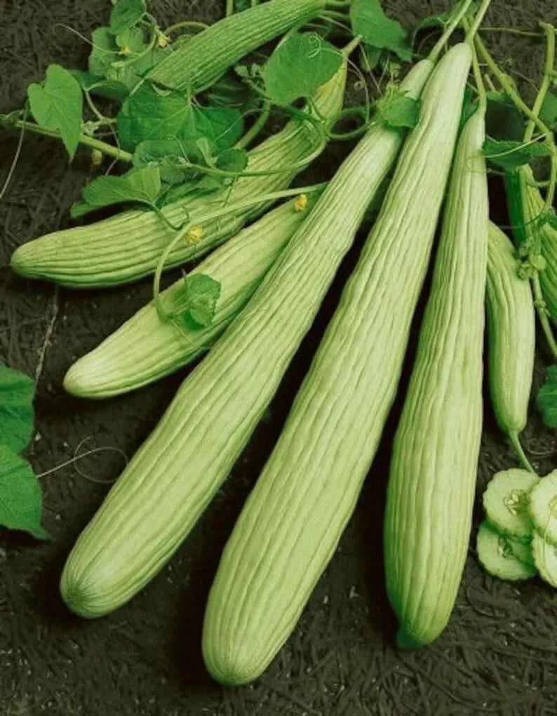 Armenian Yard Long Cucumber Seeds - 25+ Non-GMO Organic Heirloom Seeds for Gardening - Cucumis melo