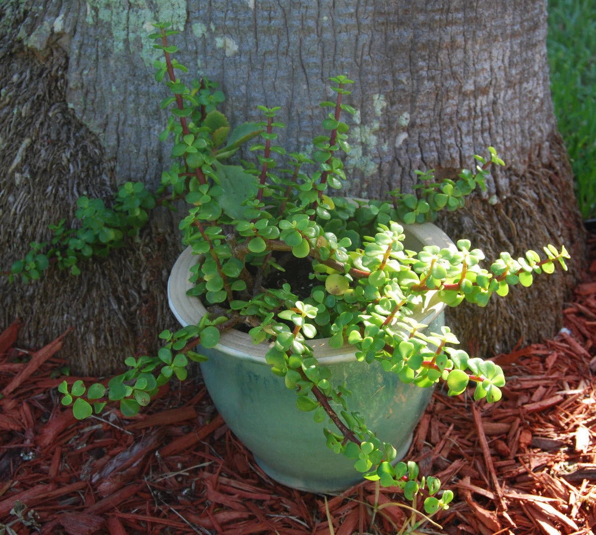mini leaf jade plant Elephant Bush Plant - Mini Jade Tree - Solid Green