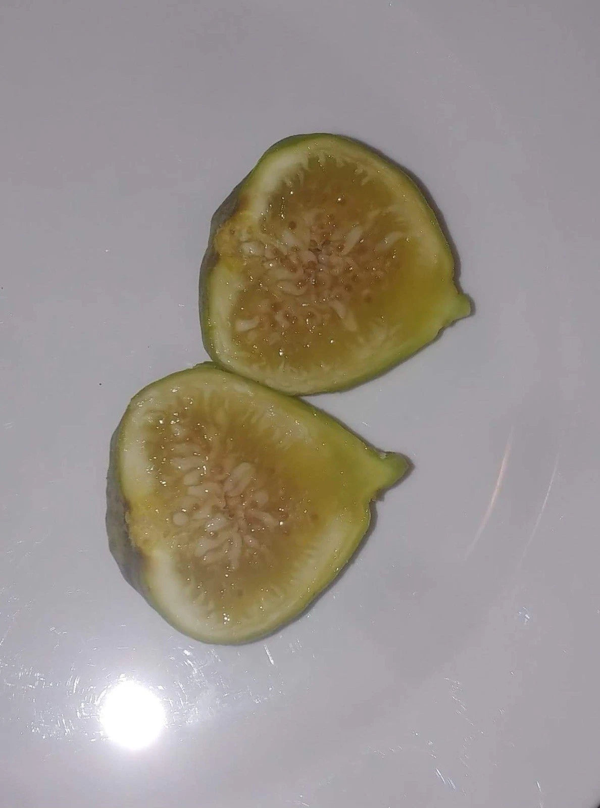 Italian Honey Fig Cuttings - Cold Hardy, Highly Productive - Ficus carica 'Lattarulla' - 5 Pack