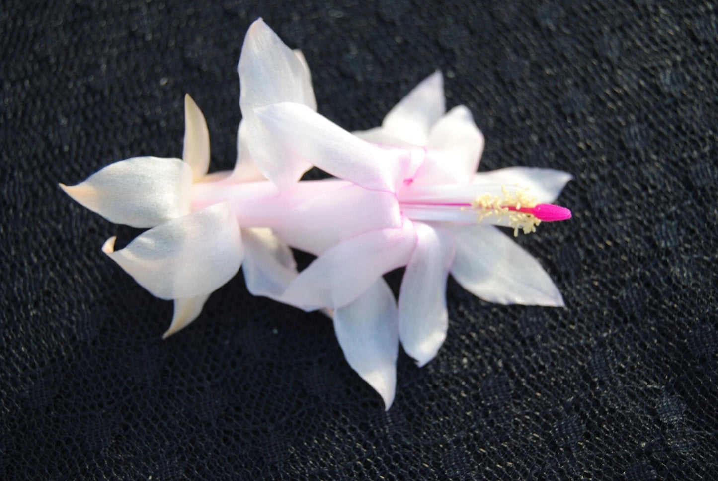 Christmas Cactus Starter Plant - Small Healthy Well-Rooted Schlumbergera Truncata - Perfect for December Weddings