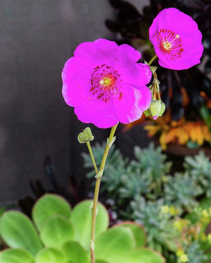 CALANDRINIA SPECTABILIS - Rock Purslane - 5" Unrooted Cuttings - 3 Pack