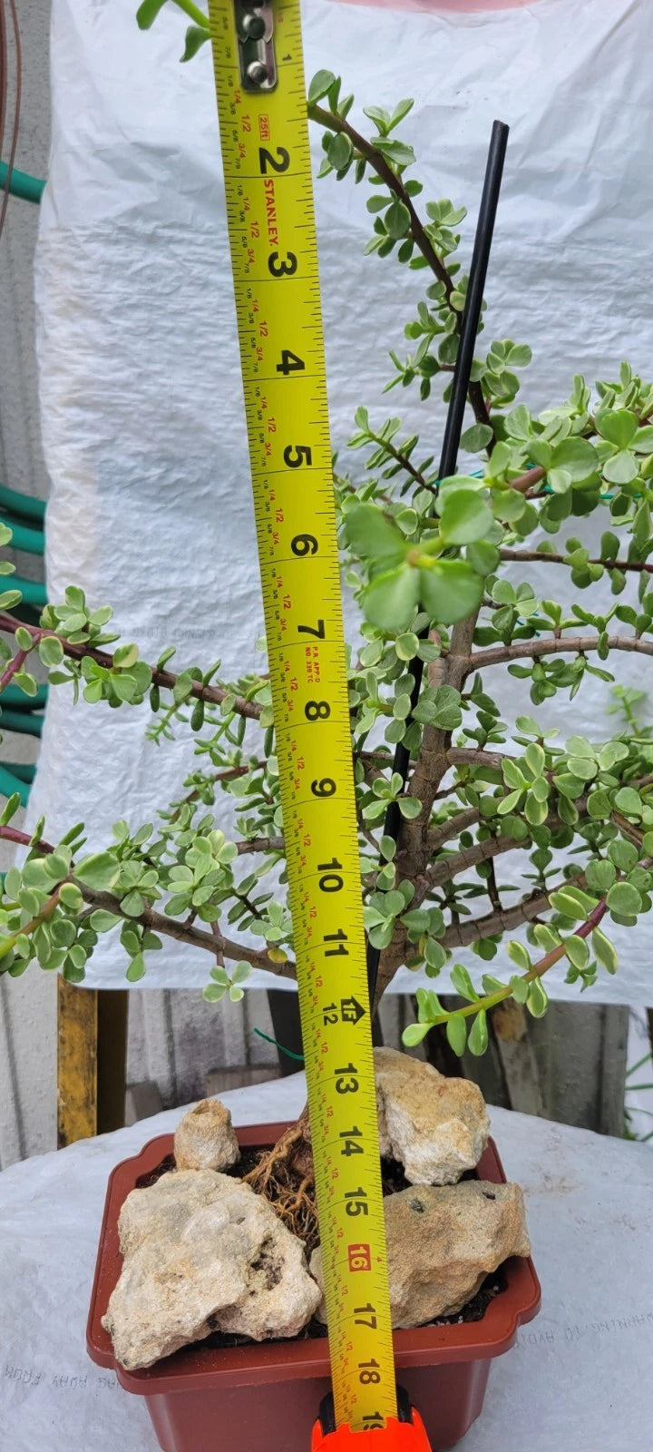 mini jade succulent Variegated Portulacaria Afra Mini Jade Tree | Rare Elephant Bush