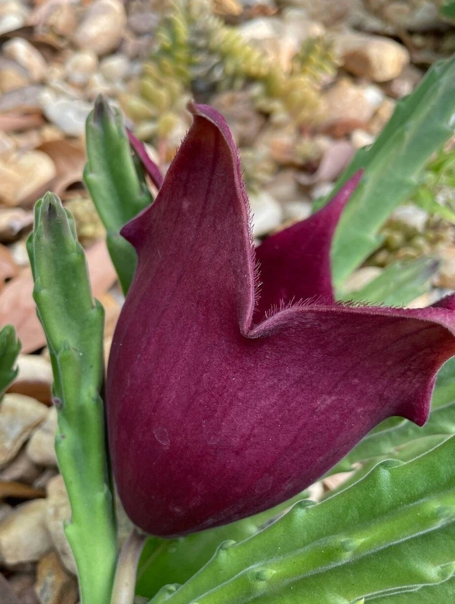 huernia stapelia succulent cactus Black Bell Stapelia LIVE Plant - Rare Huernia Orbea Succulent