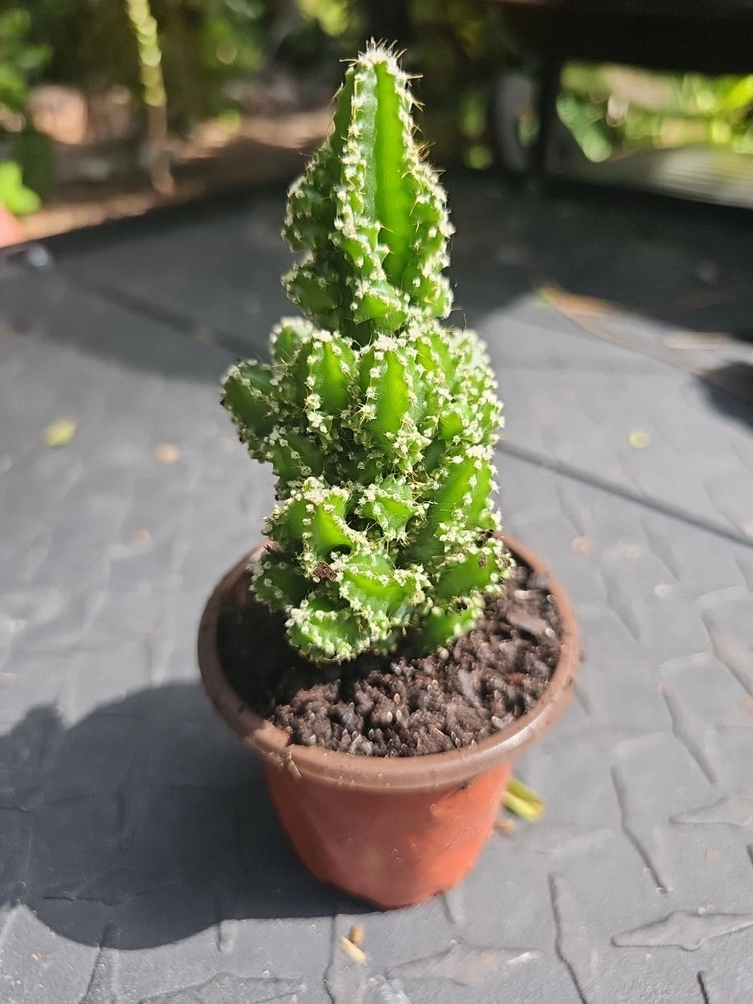 XL Fairy Castle Cactus 4