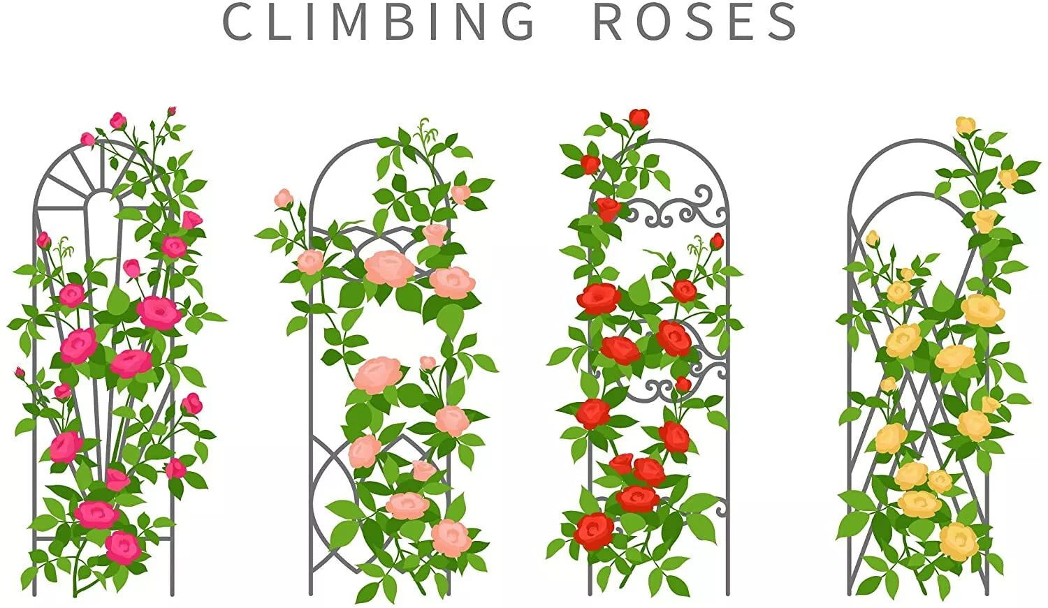 rose vine seeds Climbing Rose Vine Seeds - 30+ Seeds for Planting