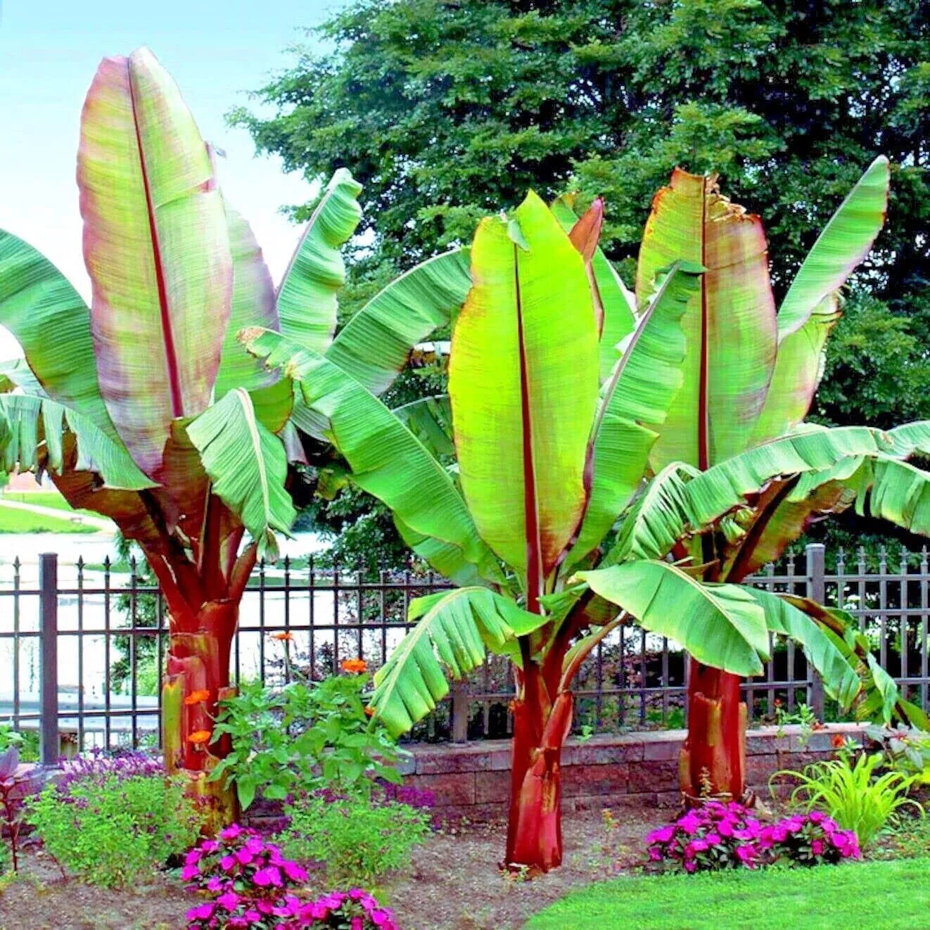 Abyssinian Banana Tree Seeds 5 Pack - Ensete ventricosum - Tropical, Exotic Plant Seeds for Home Gardening
