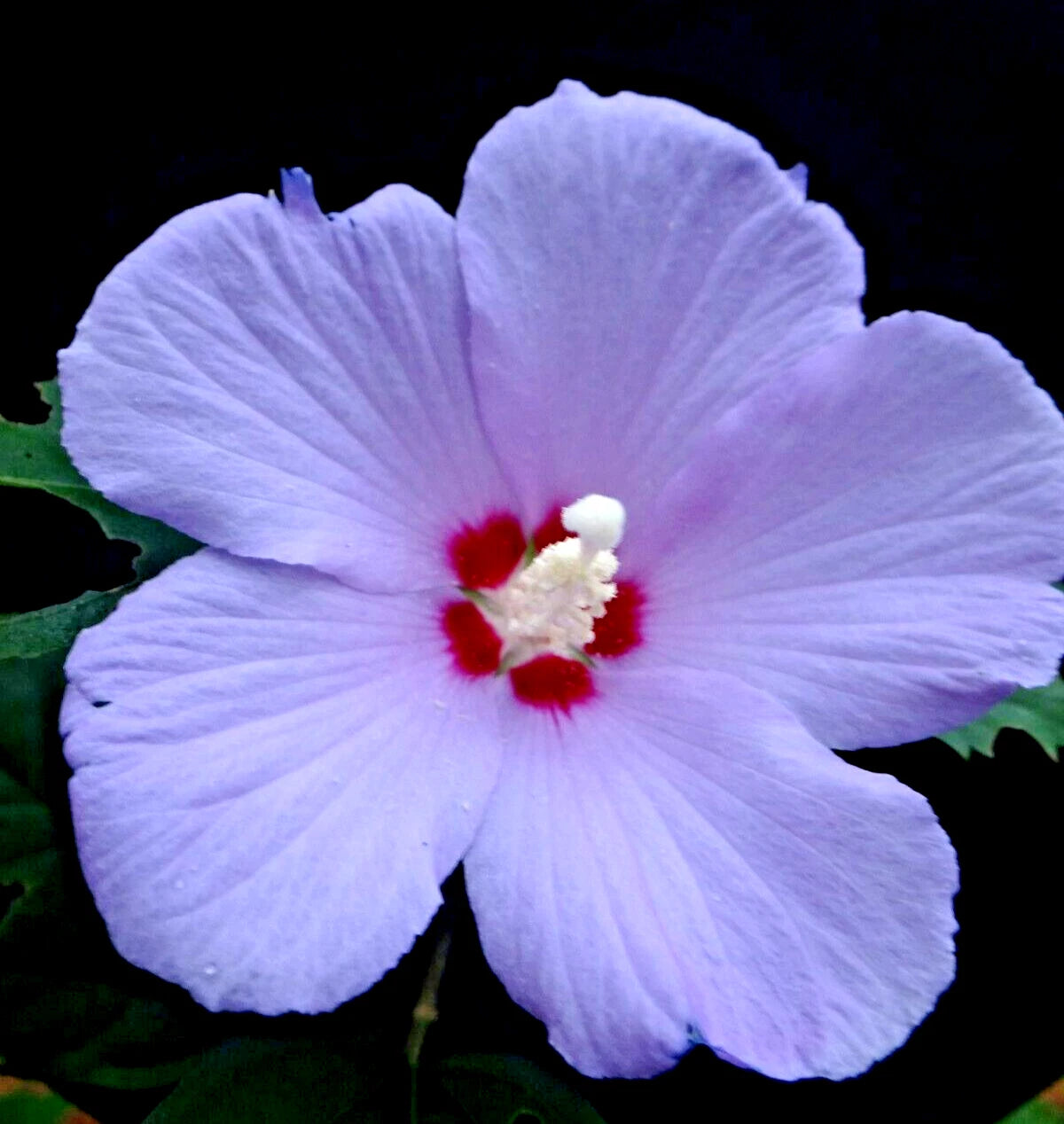 lavender rose of sharon althea tree Purple Rose of Sharon Hibiscus Althea Live Plant 6"-1' Starter Bush Tr – Jayme Garden