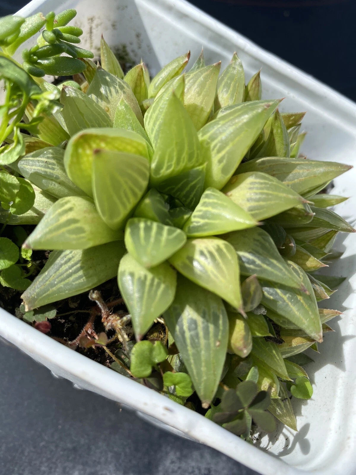 Haworthia Plant 4 Inch Pot Cathedral Window Haworthia Green Succulent Haworthia cymbiformis