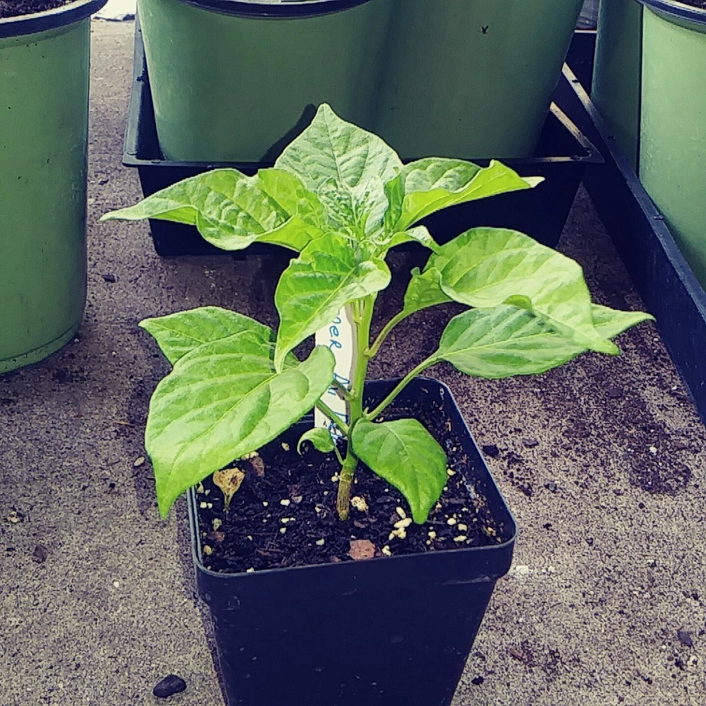 4'' AJI' DULCE Pepper Plant - Well-Rooted Sweet Chili Pepper, Live Plant (Capsicum baccatum)