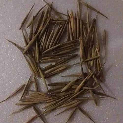 Rare Black Bamboo Seeds - 100+ Count - Exotic Fast Growing Seeds - Perfect for Planting - Bambusa vulgaris