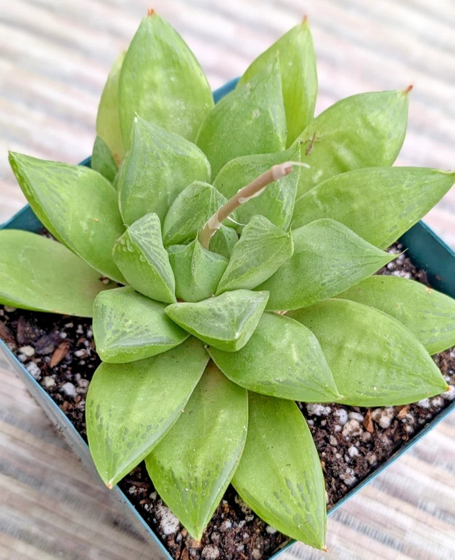retusa succulent Haworthia Retusa Plant - 6" Potted Mature Specimen