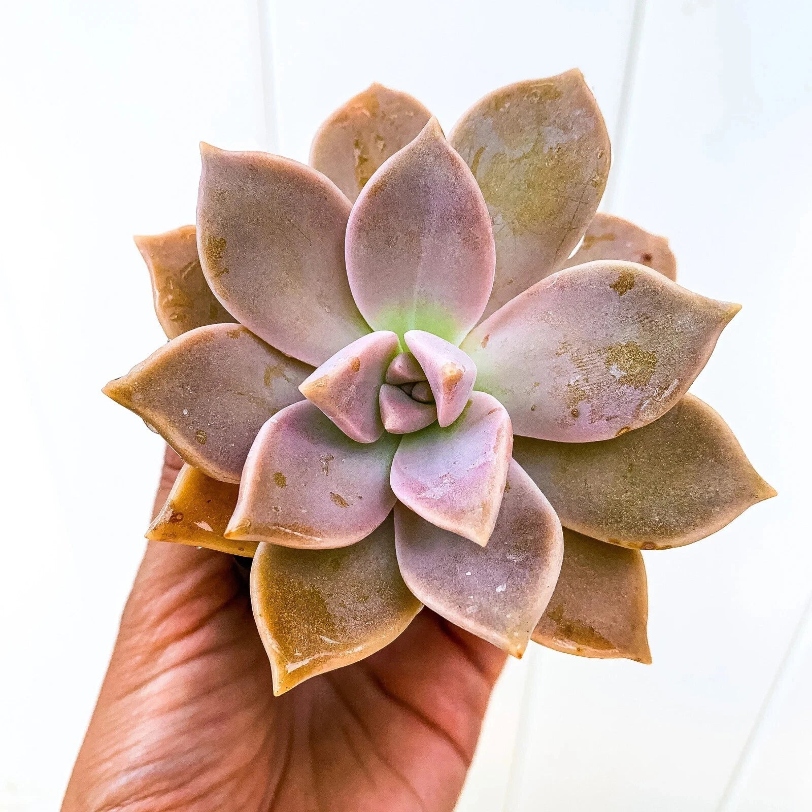 ghost plant succulent indoor Ghost Plant Succulent, Live Graptopetalum paraguayense, Mother of Pearls, Indoor Plant, Low Maintenance Plant – Jayme Garden