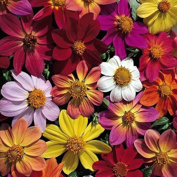 25 Victorian Mix Dahlia Seeds - Perennial Flowering Bloom - Dahlia variabilis