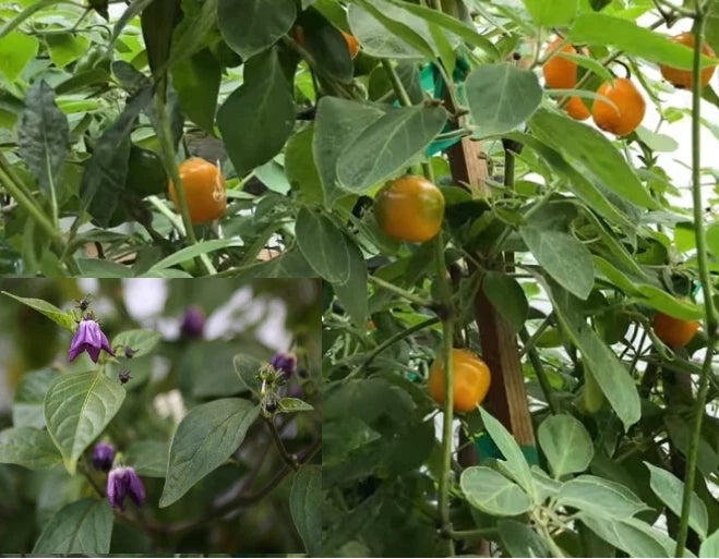 Manzano Chile Seeds - 25+ Seeds - Capsicum pubescens - Apple Chili Pepper, Rocoto Variety