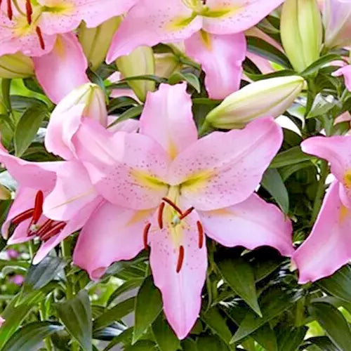 pink asiatic lily bulbs Oriental Lily Bulb Large Fragrant Pink 'Smart Romance' Lilium 1 Live F –  Jayme Garden