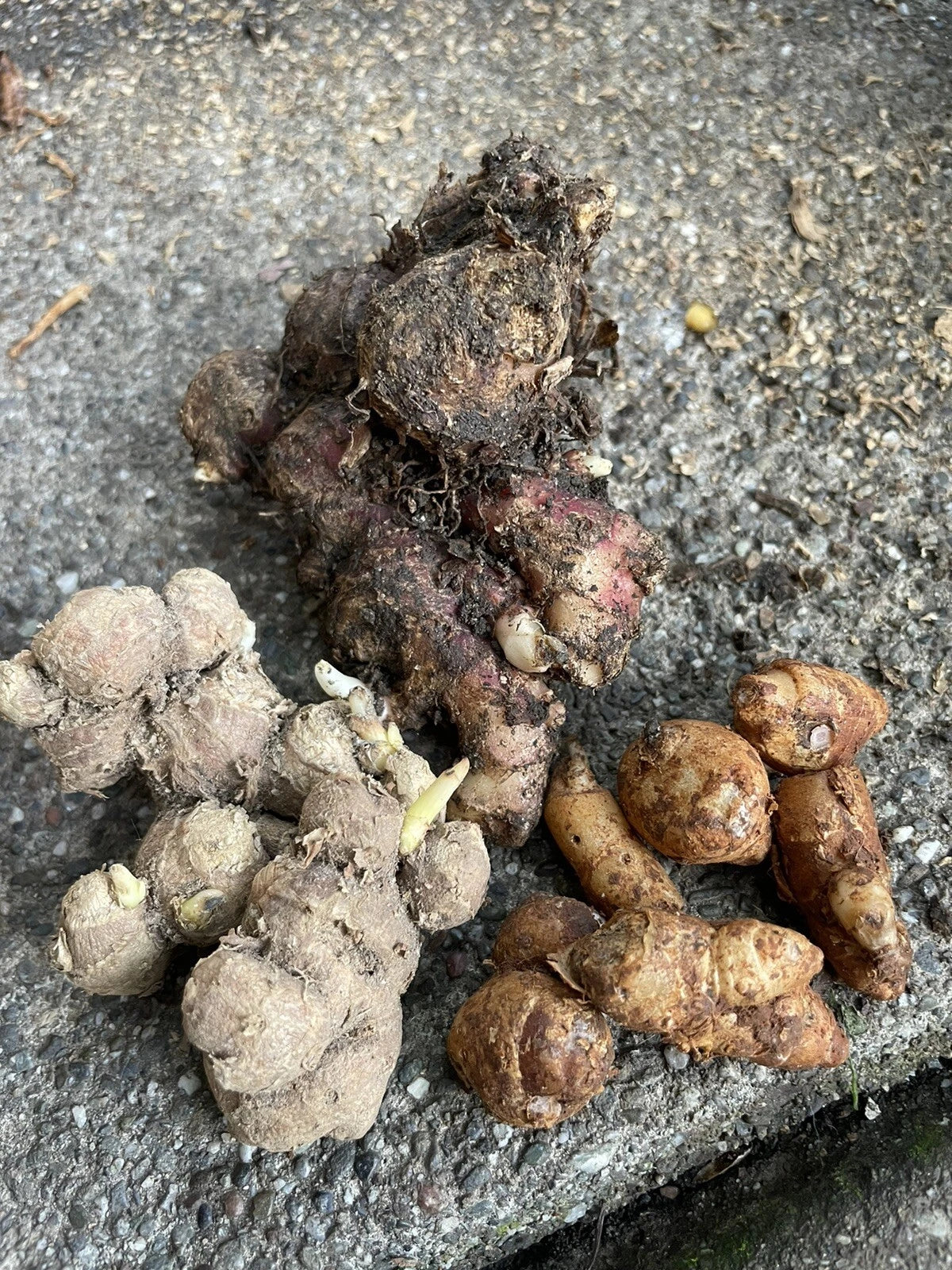 Indonesian Ginger Roots Set - Red, Black & Aromatic - Zingiber spp. for Planting in Home Garden or Outdoor Space