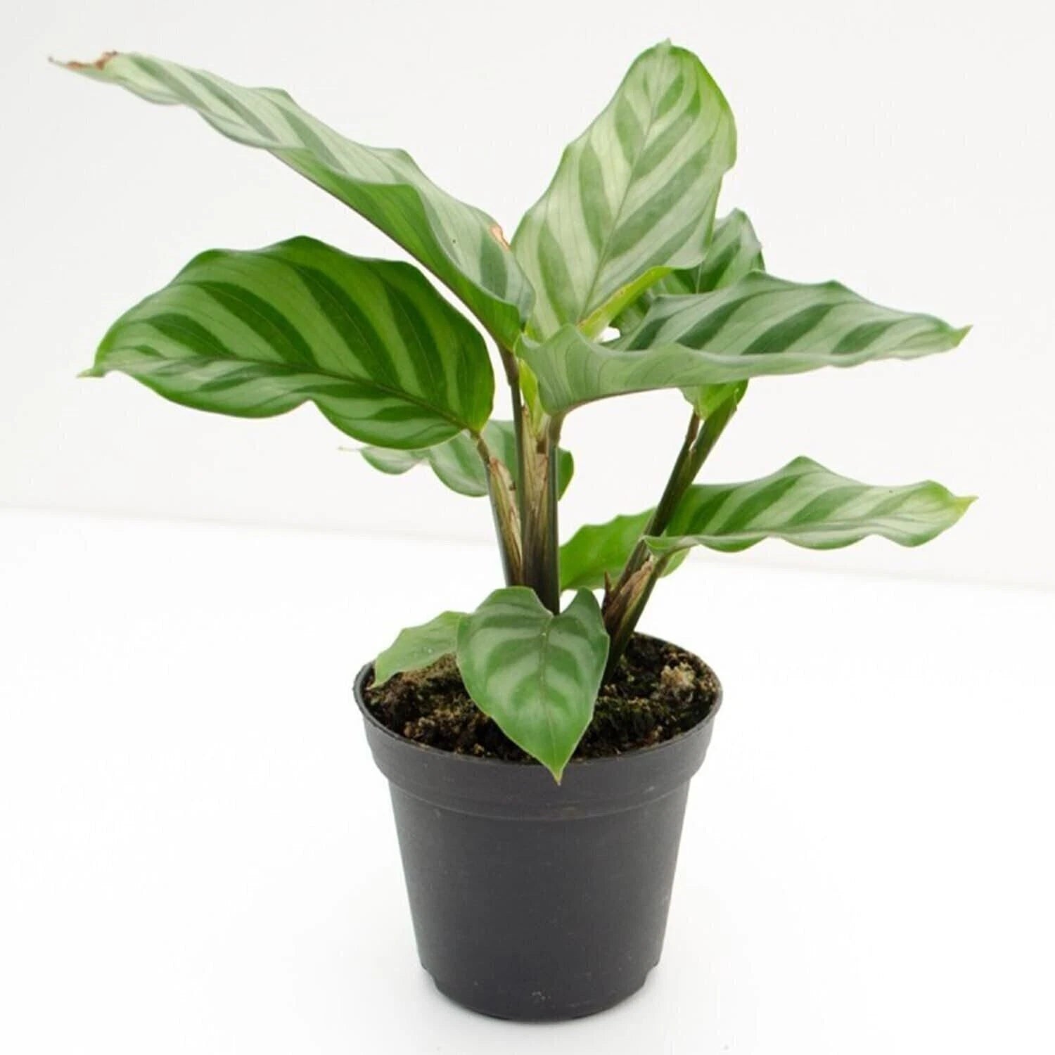 house plant starters Calathea Freddie Live Rooted Starter House Plant | Easy Care Indoor Plant