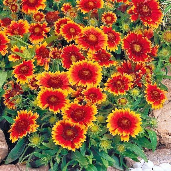 Blanket Flower Seeds - 201+ Count - Native Wildflower Perennial - Drought Tolerant - Easy for Containers - Gaillardia spp.