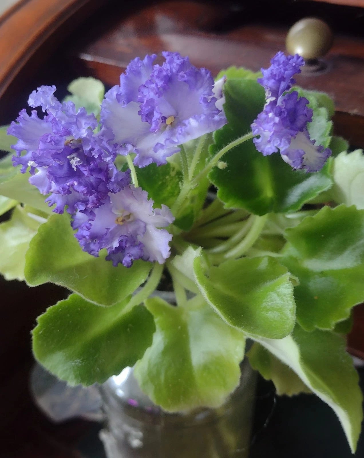 African Violet Cuttings - 2 Unrooted LE Zoryane Syajvo Leaves - Indoor Plant Propagation, Gesneriaceae