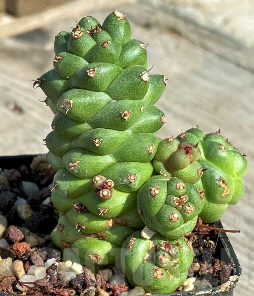 pinecone succulent Rare Monadeniun Ritchieii Pinecone Cactus