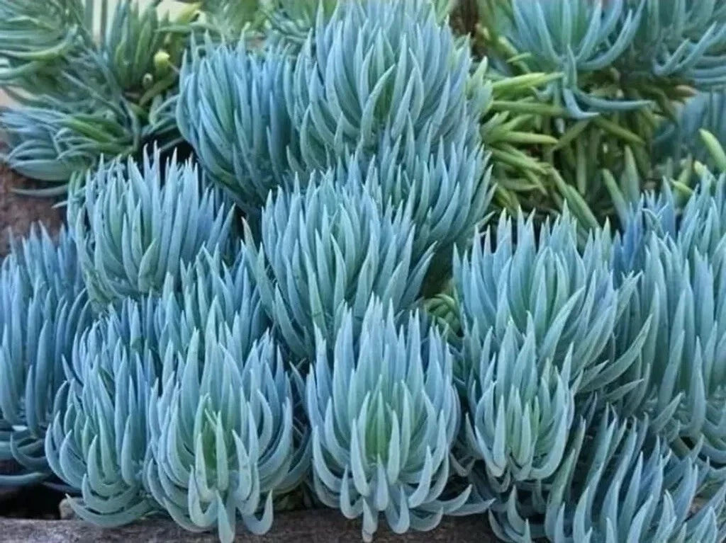 blue chalk sticks succulent propagation Senecio Mandraliscae Blue Chalk Sticks Succulent Plant Cuttings
