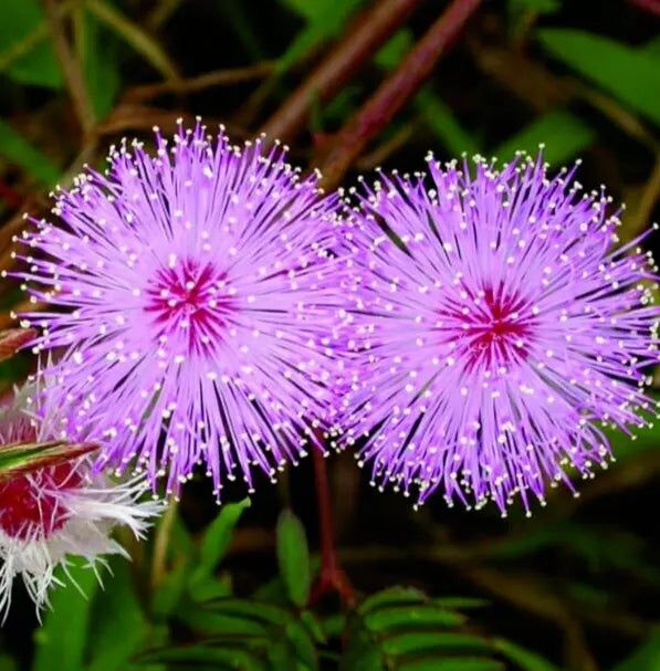 flower seeds free shipping Mimosa Flower Seeds 100+ Annual Wildflower Sensitive Plant (Mimosa pud – Jayme Garden