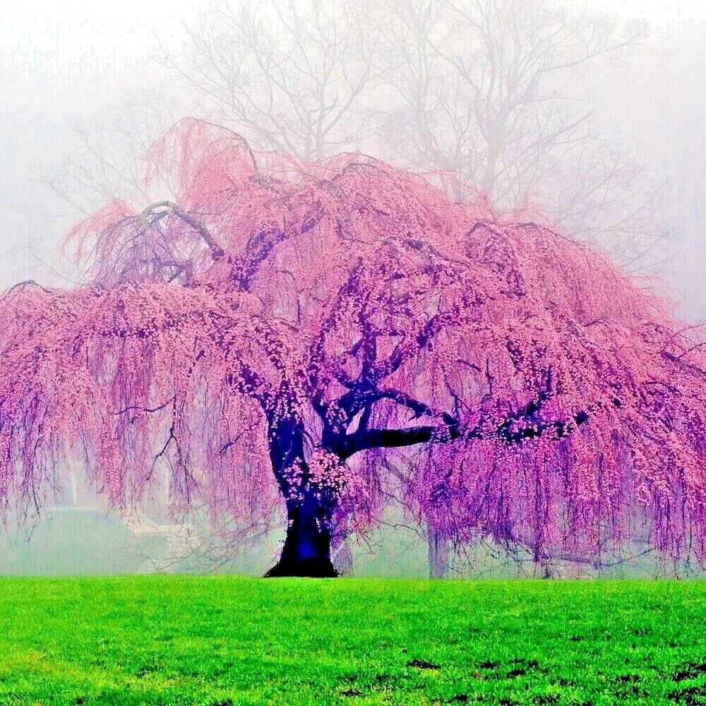 sakura plant seeds Weeping Sakura Cherry Blossom Tree Seeds - Fast Growing Pendula Variety